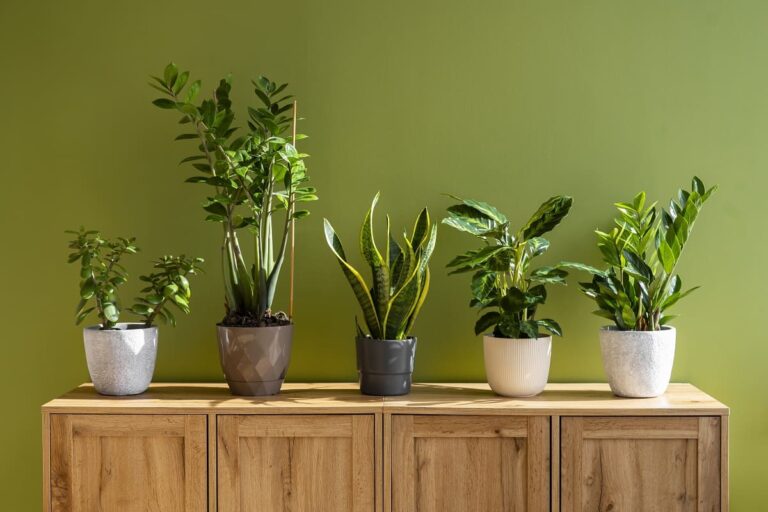 Plantas para a sala