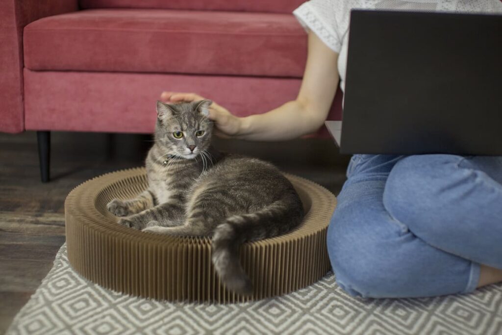 preparar casa para gato