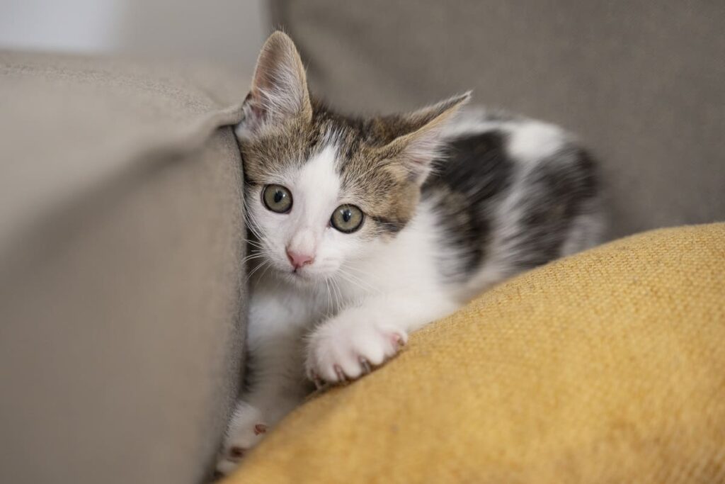 Como preparar sua casa para um novo gato
